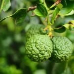Bergamot